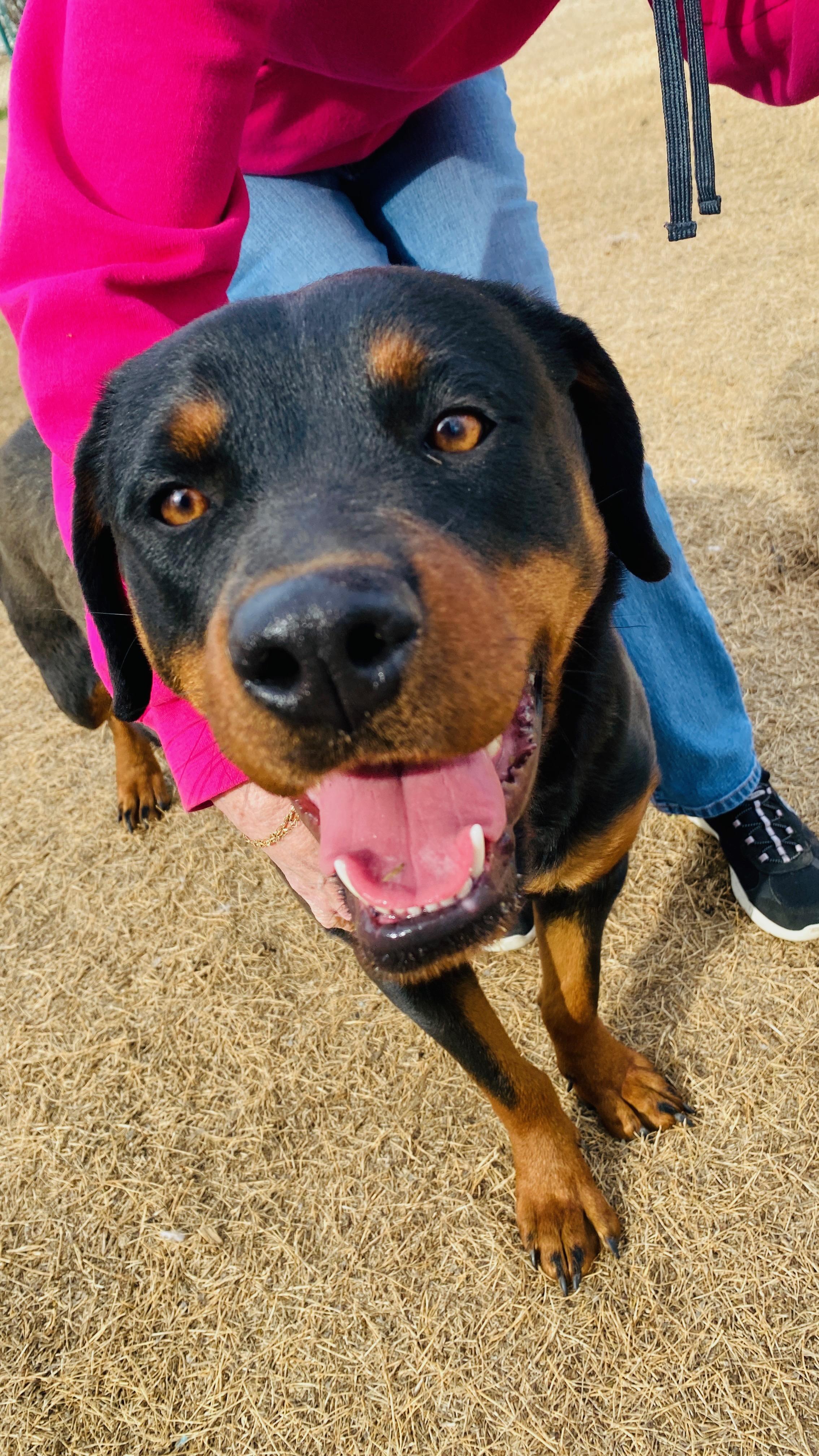 Reidy, adopted, Young Female Rottweiler.