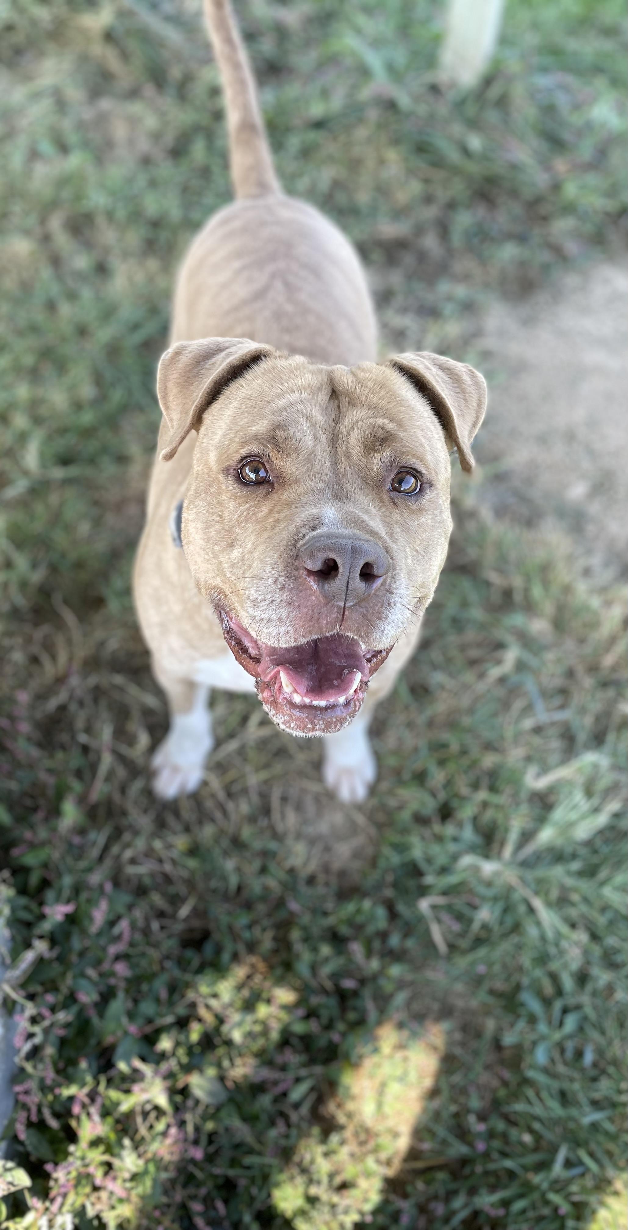 JACQUES (aka Joker), Adoptable, Adult Male American Staffordshire Terrier.