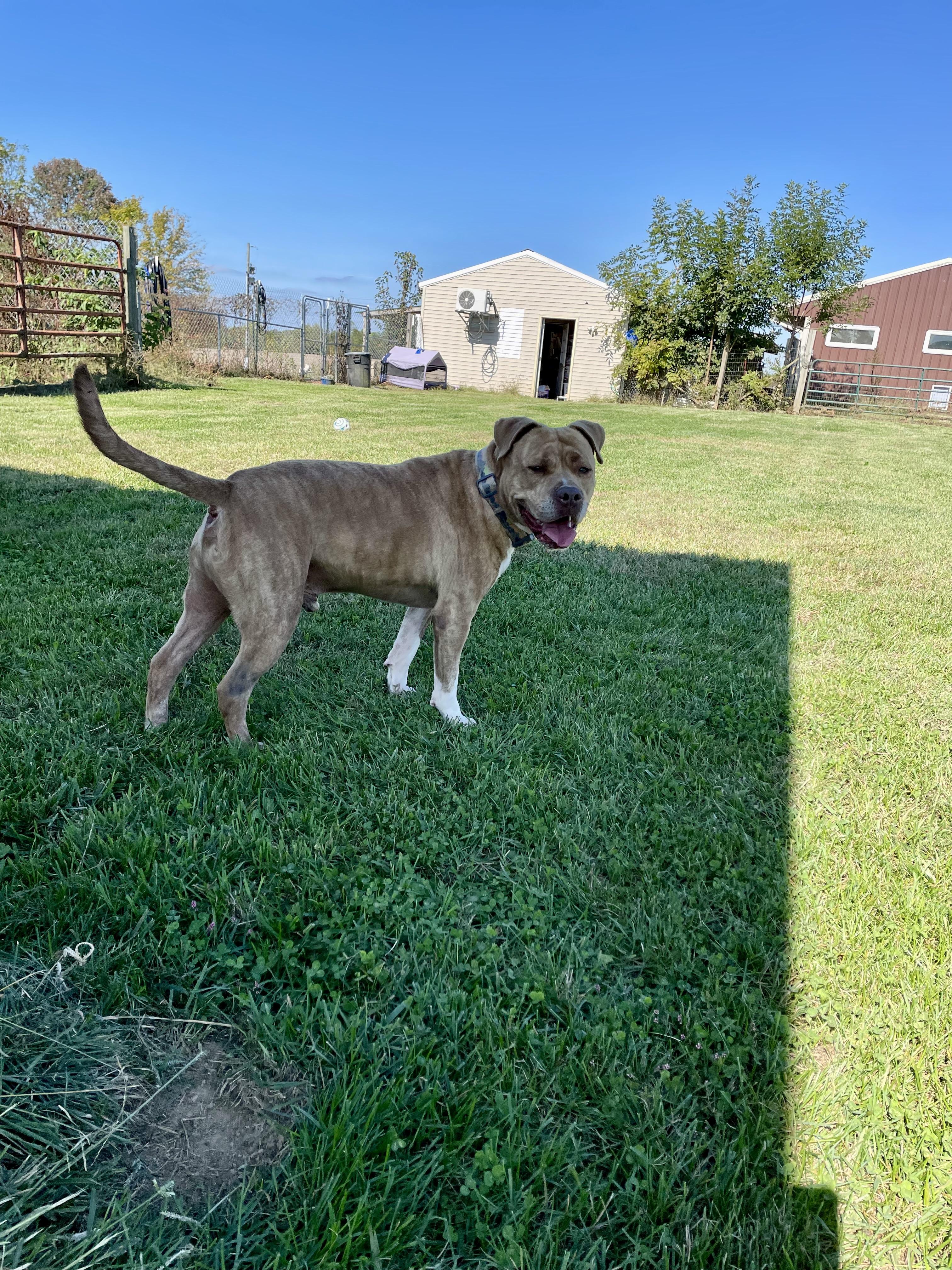 JACQUES (aka Joker), a Adoptable American Staffordshire Terrier in Vallonia, IN image 2/4