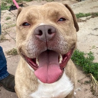 JACQUES (aka Joker), Adult Male Pit Bull Terrier
