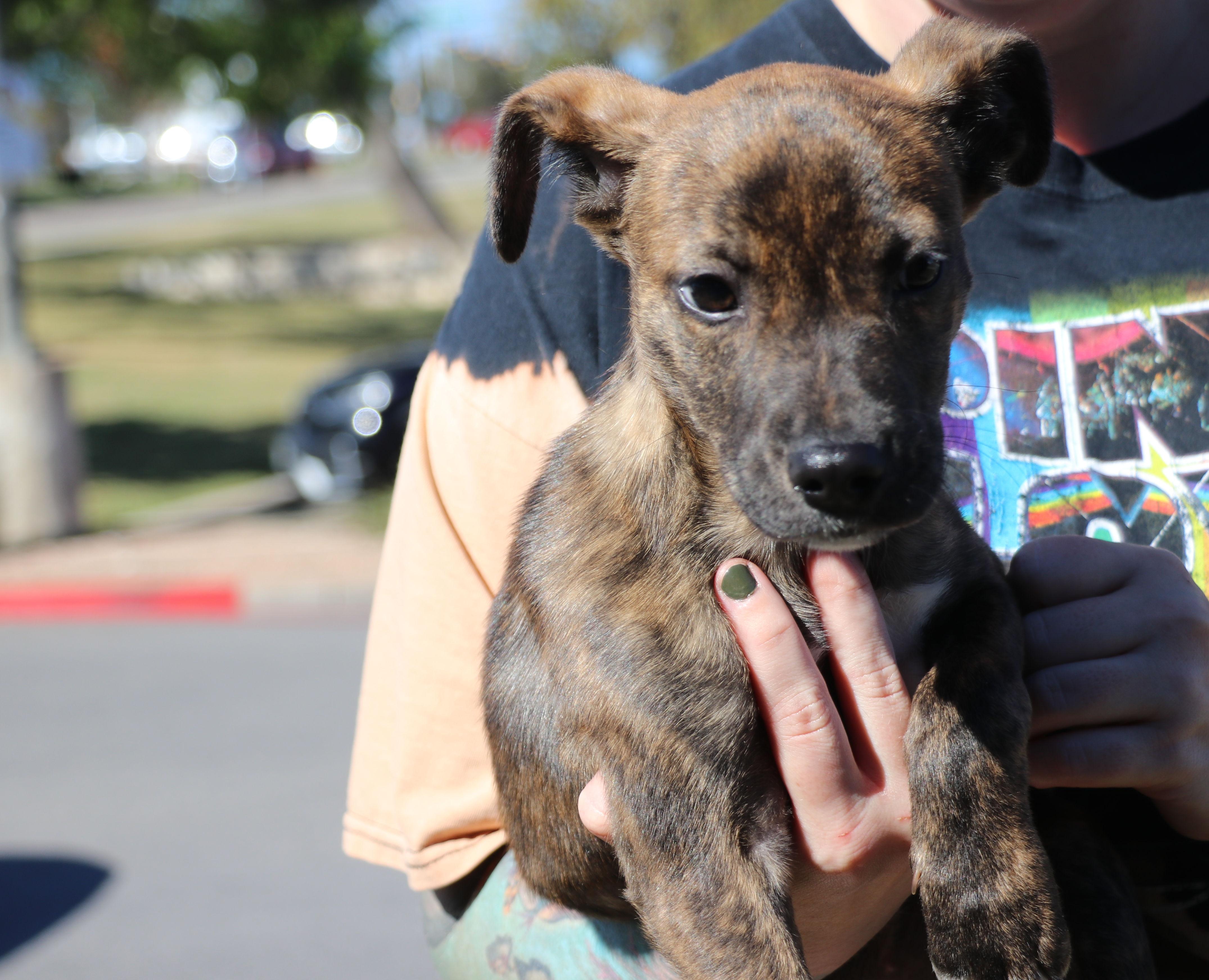 Roxie Mae, adopted, Puppy Female Mixed Breed.