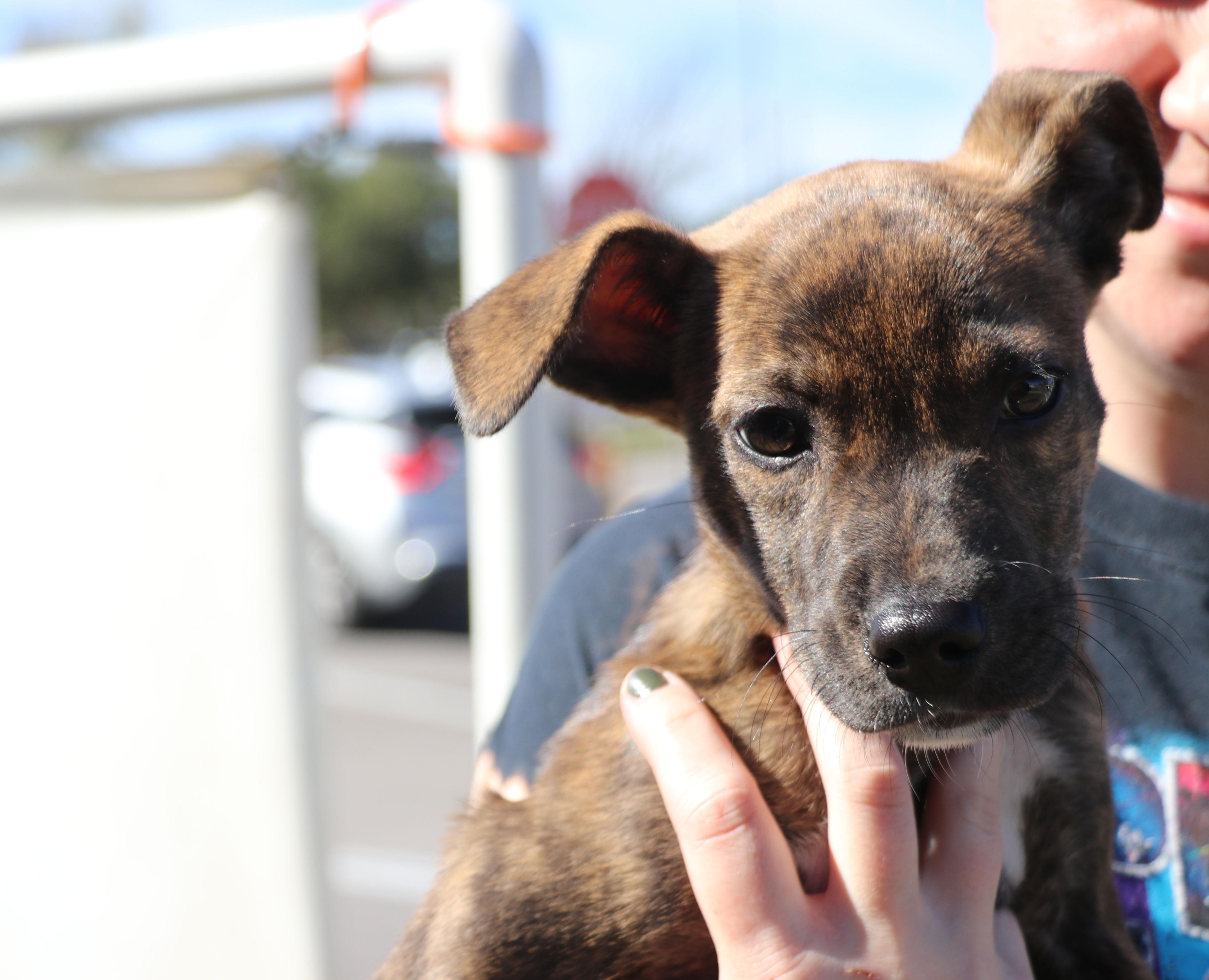 Enlarge Roxie Mae, an adopted Mixed Breed in Pflugerville, TX image 2/6