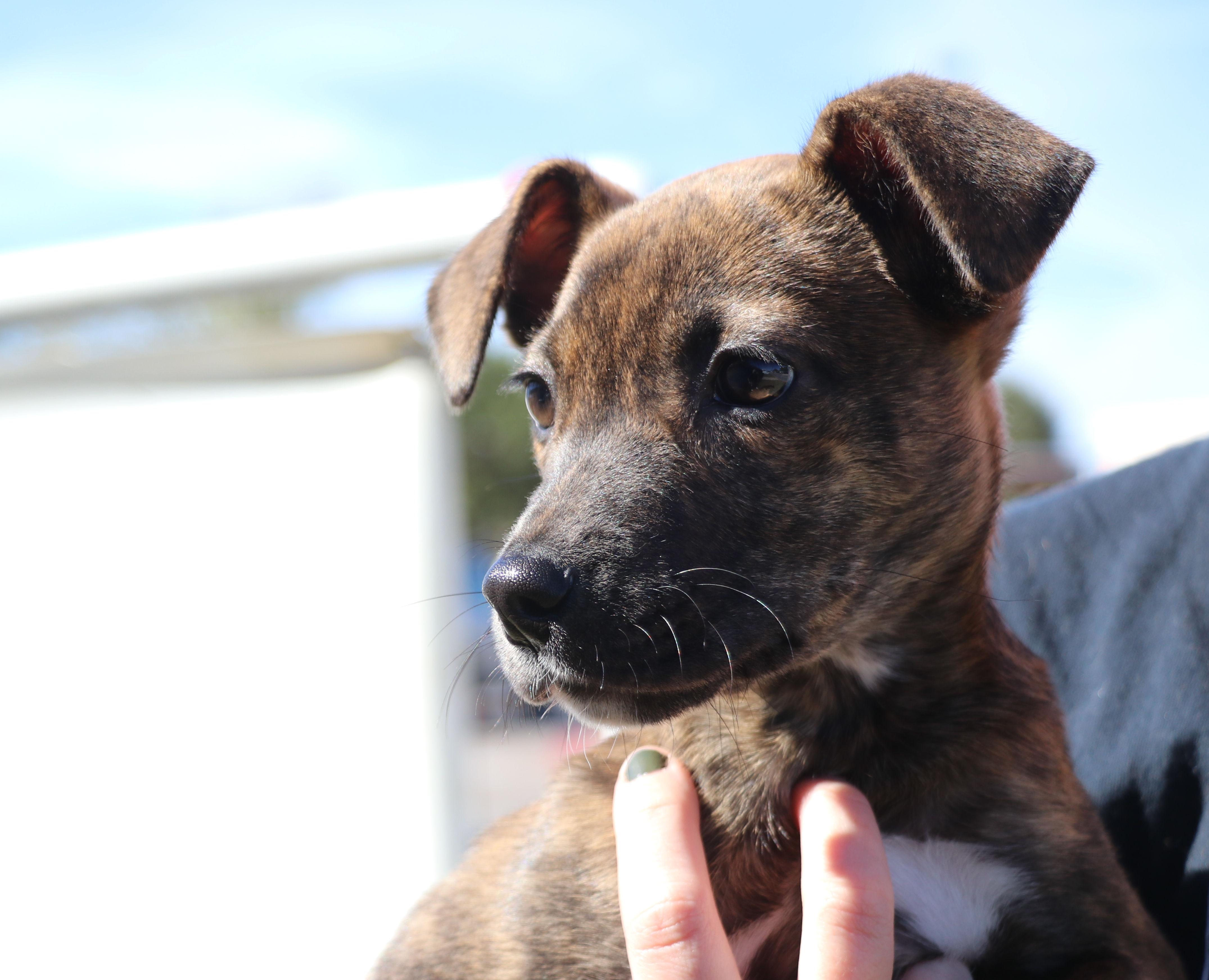 Enlarge Roxie Mae, an adopted Mixed Breed in Pflugerville, TX image 3/6