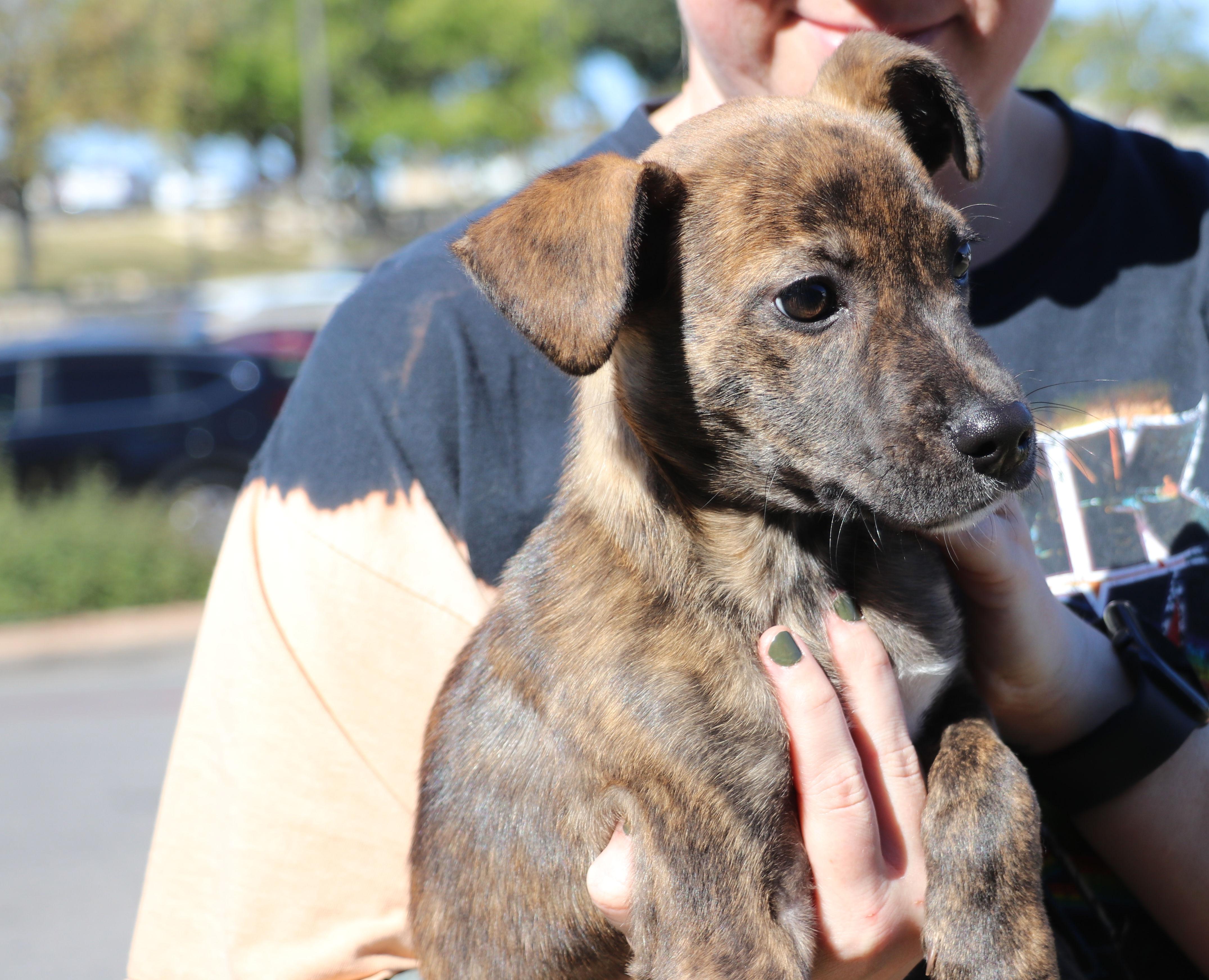 Enlarge Roxie Mae, an adopted Mixed Breed in Pflugerville, TX image 4/6