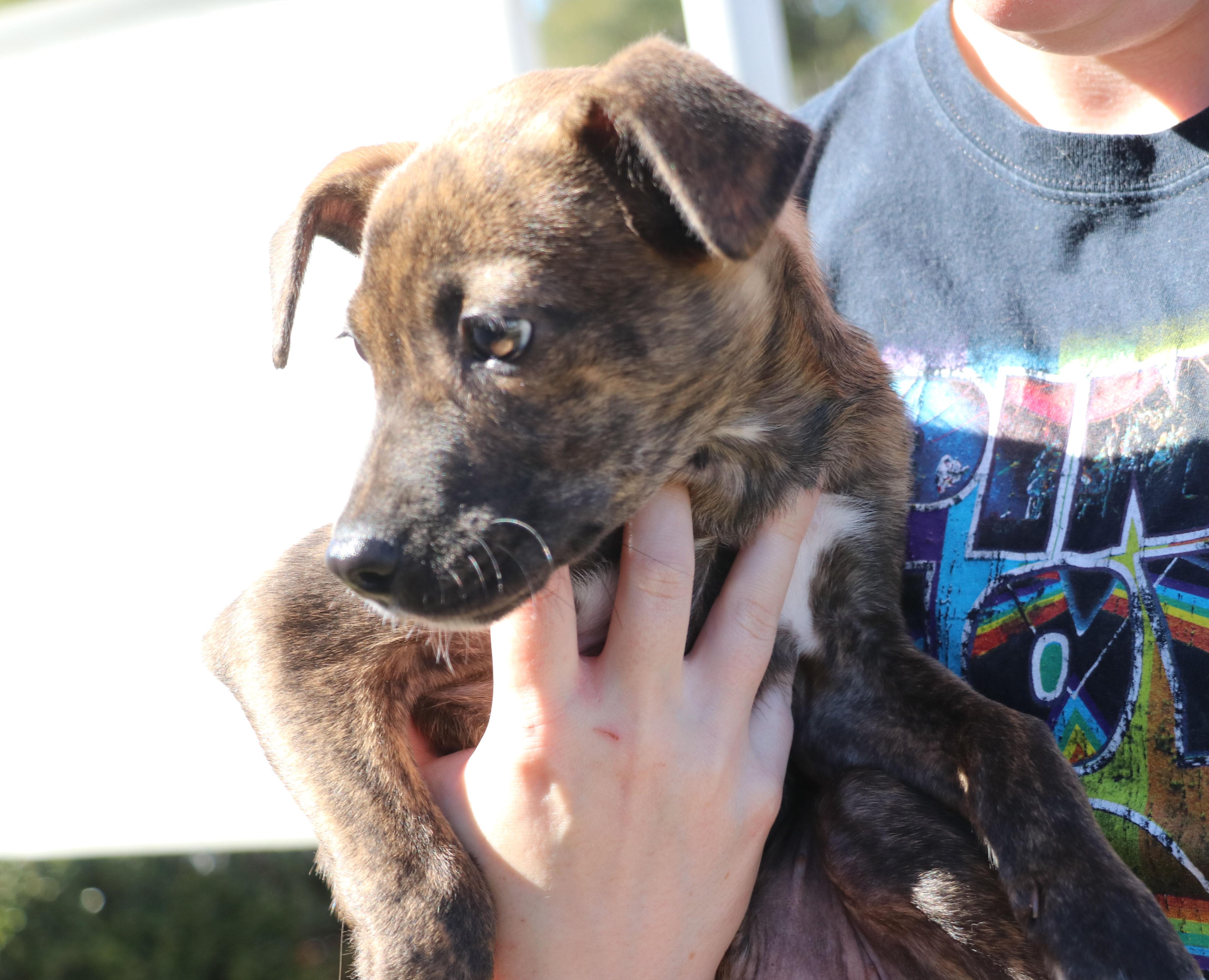 Enlarge Roxie Mae, an adopted Mixed Breed in Pflugerville, TX image 5/6