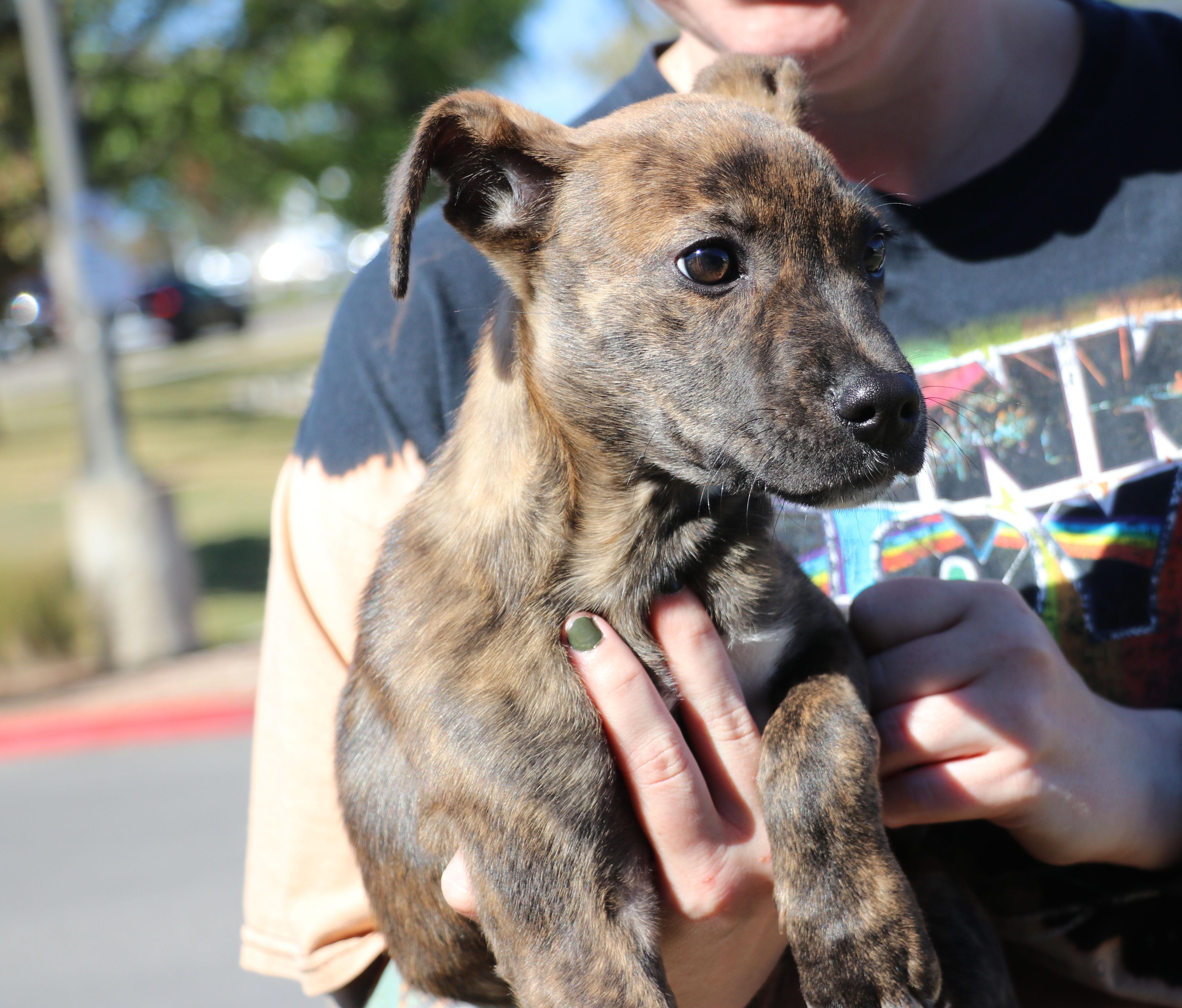Enlarge Roxie Mae, an adopted Mixed Breed in Pflugerville, TX image 6/6