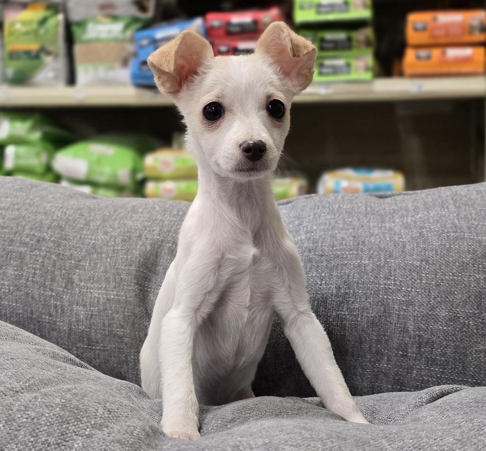 Sprout, Adoptable, Puppy Male Chihuahua.
