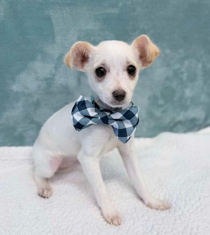 Enlarge Sprout, a Adoptable mixed breed in Sedalia, CO image 2/6