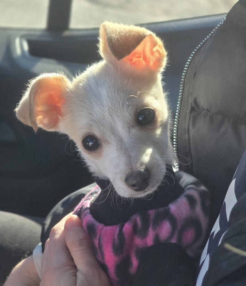 Enlarge Sprout, a Adoptable mixed breed in Sedalia, CO image 5/6