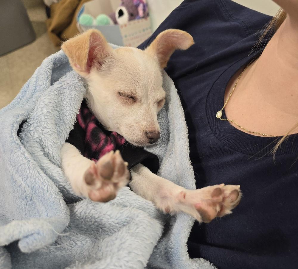 Enlarge Sprout, a Adoptable mixed breed in Sedalia, CO image 6/6