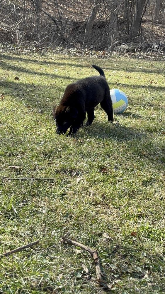 Clifford, Adoptable, Puppy Male Anatolian Shepherd & Great Dane.