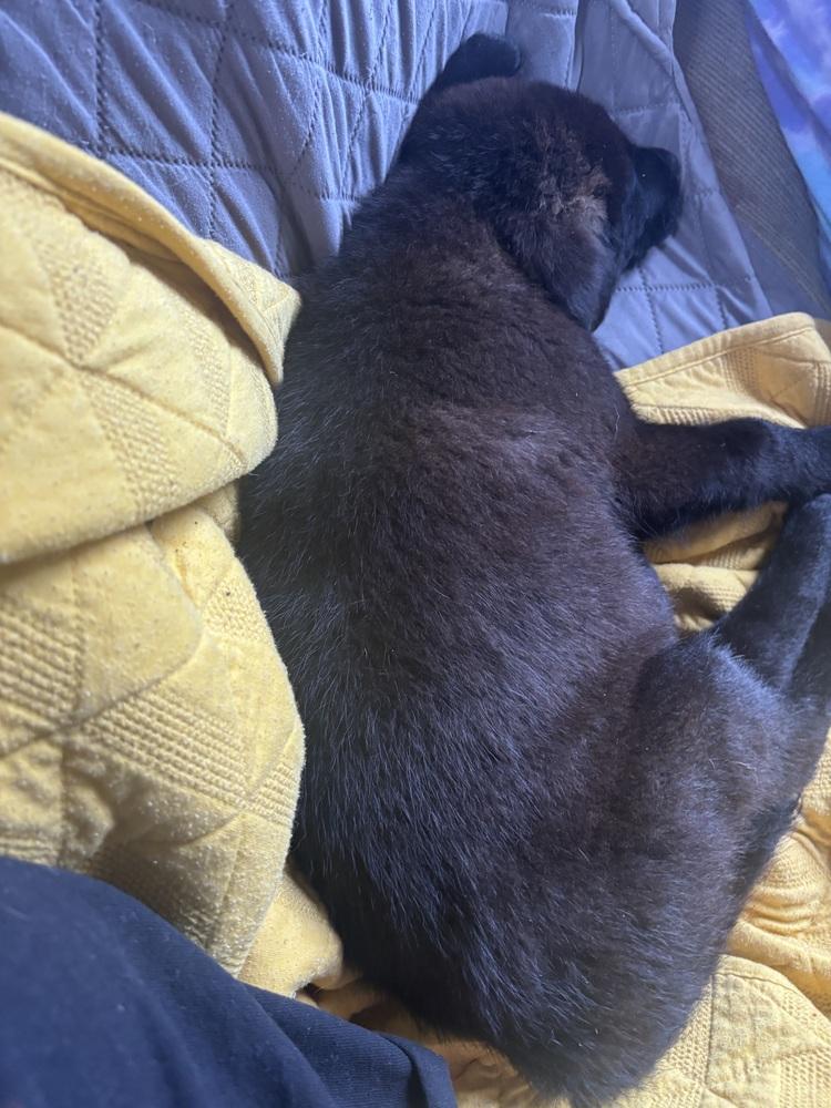 Enlarge Clifford, a Adoptable mixed breed in Bronx, NY image 2/6