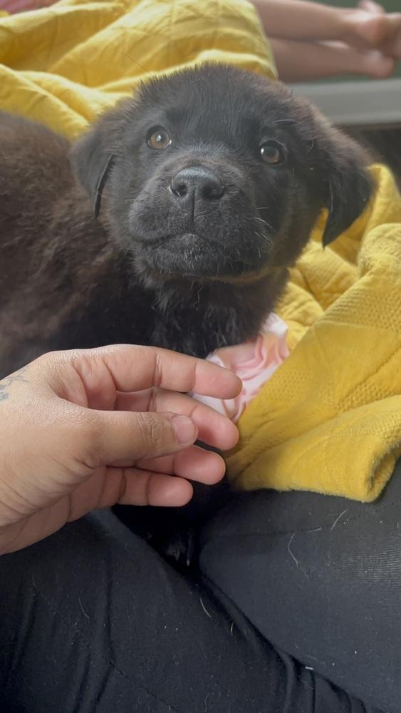 Enlarge Clifford, a Adoptable mixed breed in Bronx, NY image 3/6