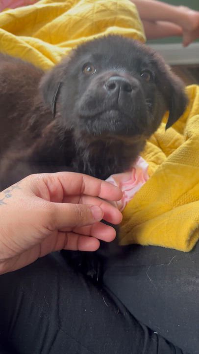 Enlarge Clifford, a Adoptable mixed breed in Bronx, NY video 4/6