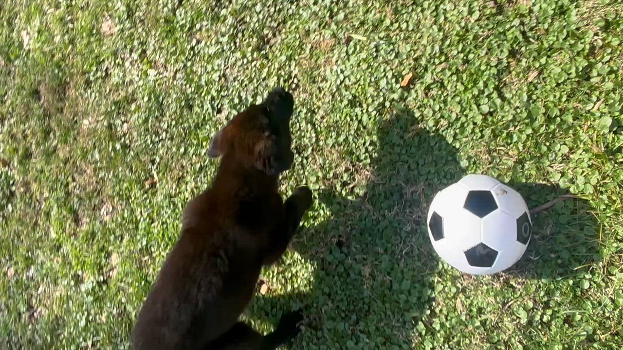 Enlarge Clifford, a Adoptable mixed breed in Bronx, NY video 5/6