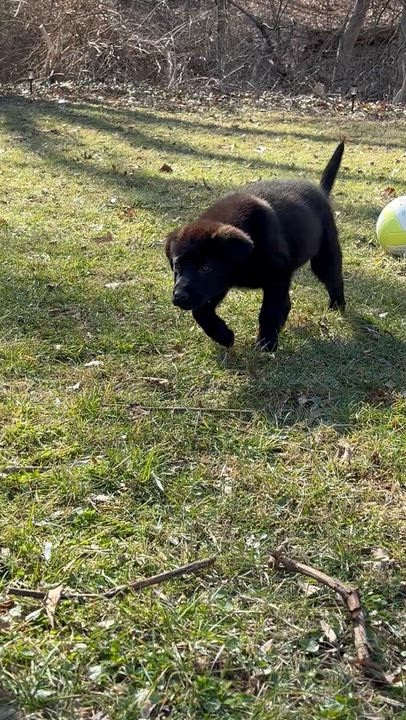 Enlarge Clifford, a Adoptable mixed breed in Bronx, NY video 6/6