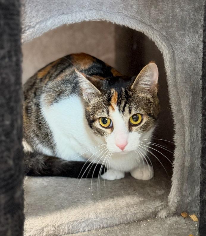 Mia, ADOPTABLE, Young Female Domestic Short Hair.