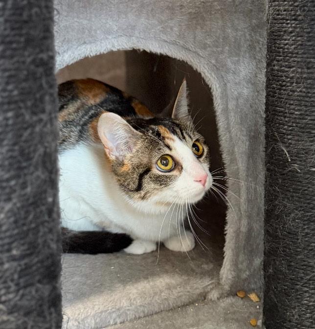 Mia, a ADOPTABLE Domestic Short Hair in Cortland, OH image 2/2