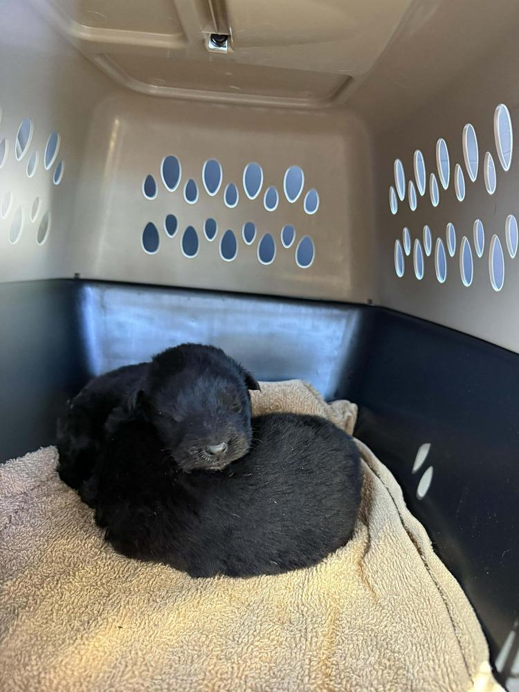 Wild Things Lynx Located thumbnail 2