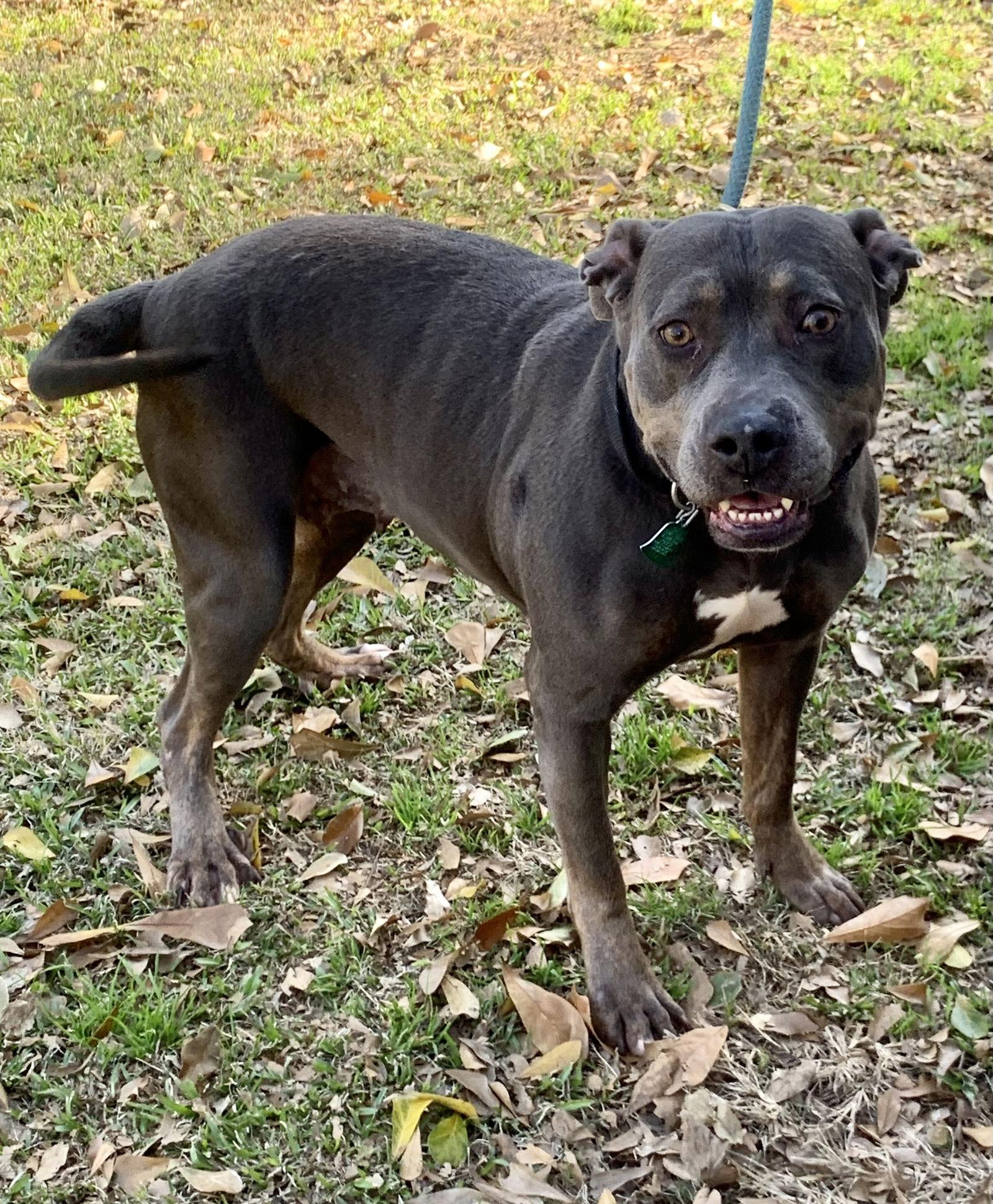 Crystal - A true gem!, Adoptable, Adult Female Pit Bull Terrier.