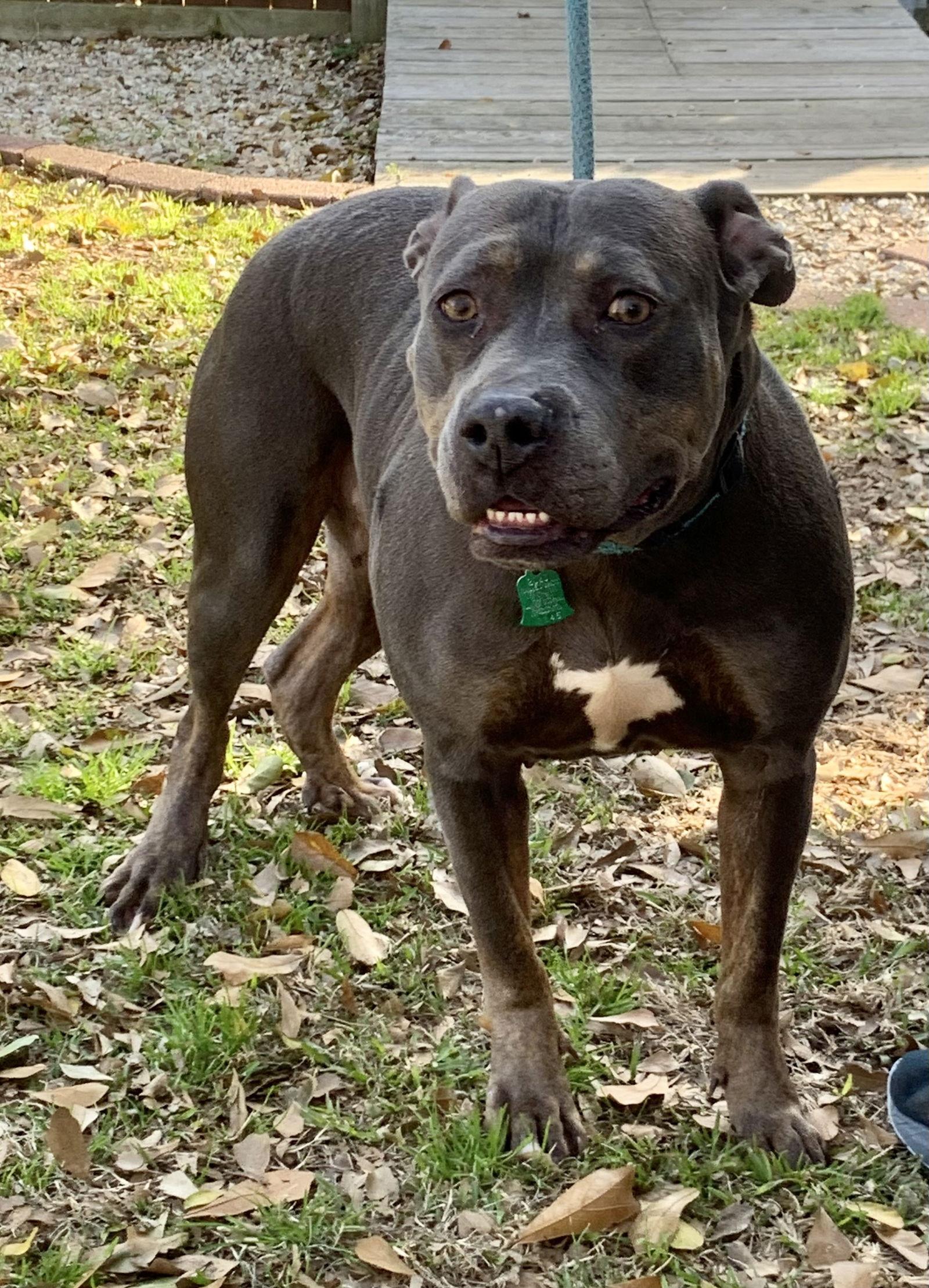 Enlarge Crystal - A true gem!, a Adoptable Pit Bull Terrier in Oakhurst, NJ image 2/3