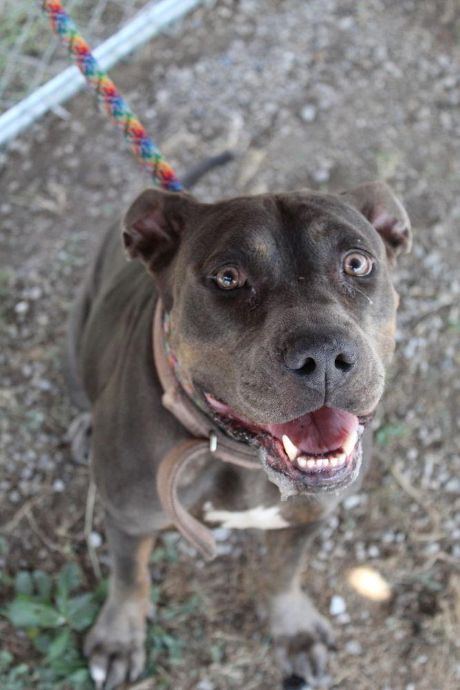 Enlarge Crystal - A true gem!, a Adoptable Pit Bull Terrier in Oakhurst, NJ image 3/3