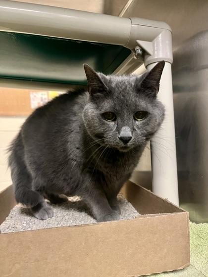 Mustacha — thumbnail 2