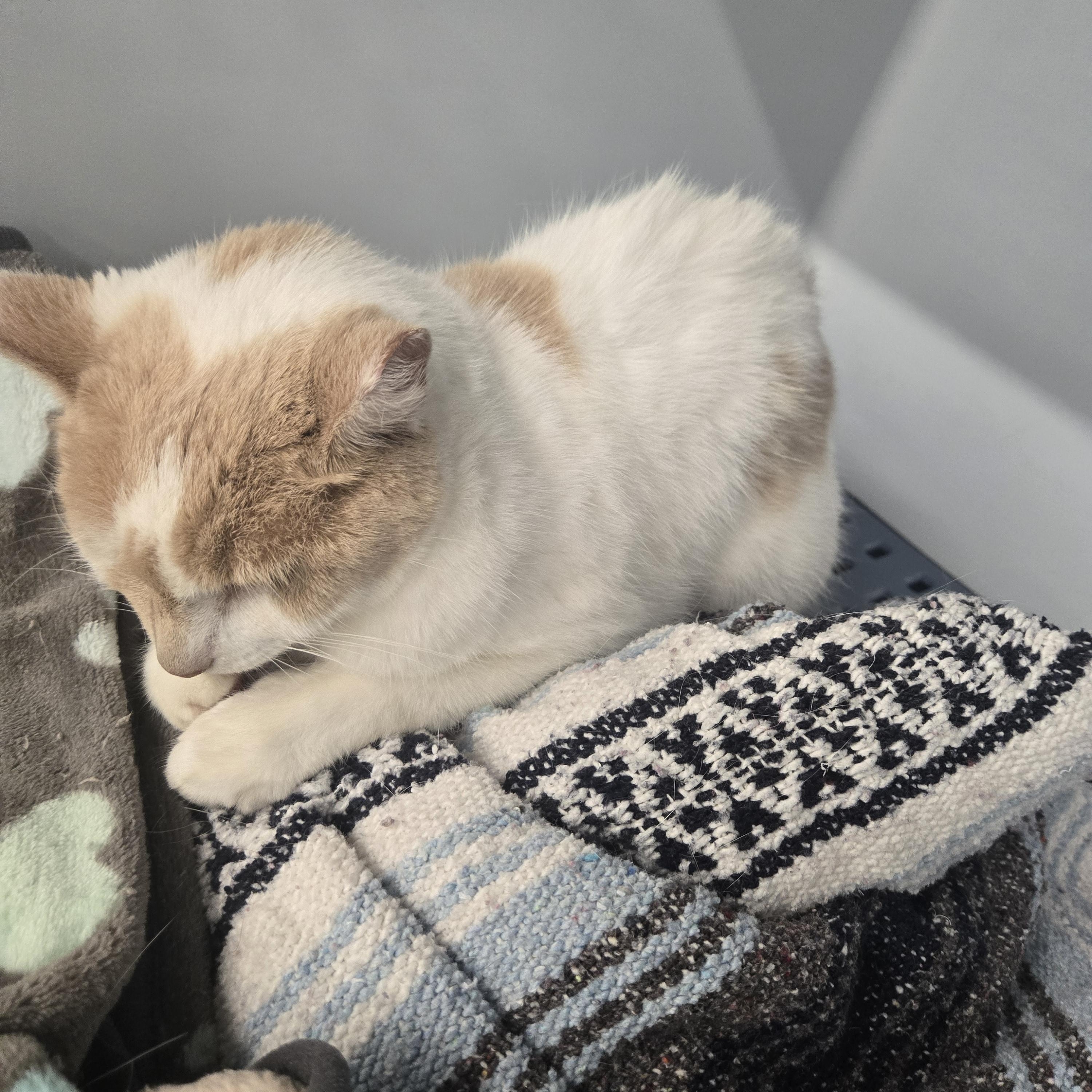 Chloe, a Adoptable Domestic Medium Hair in Massillon, OH image 4/4