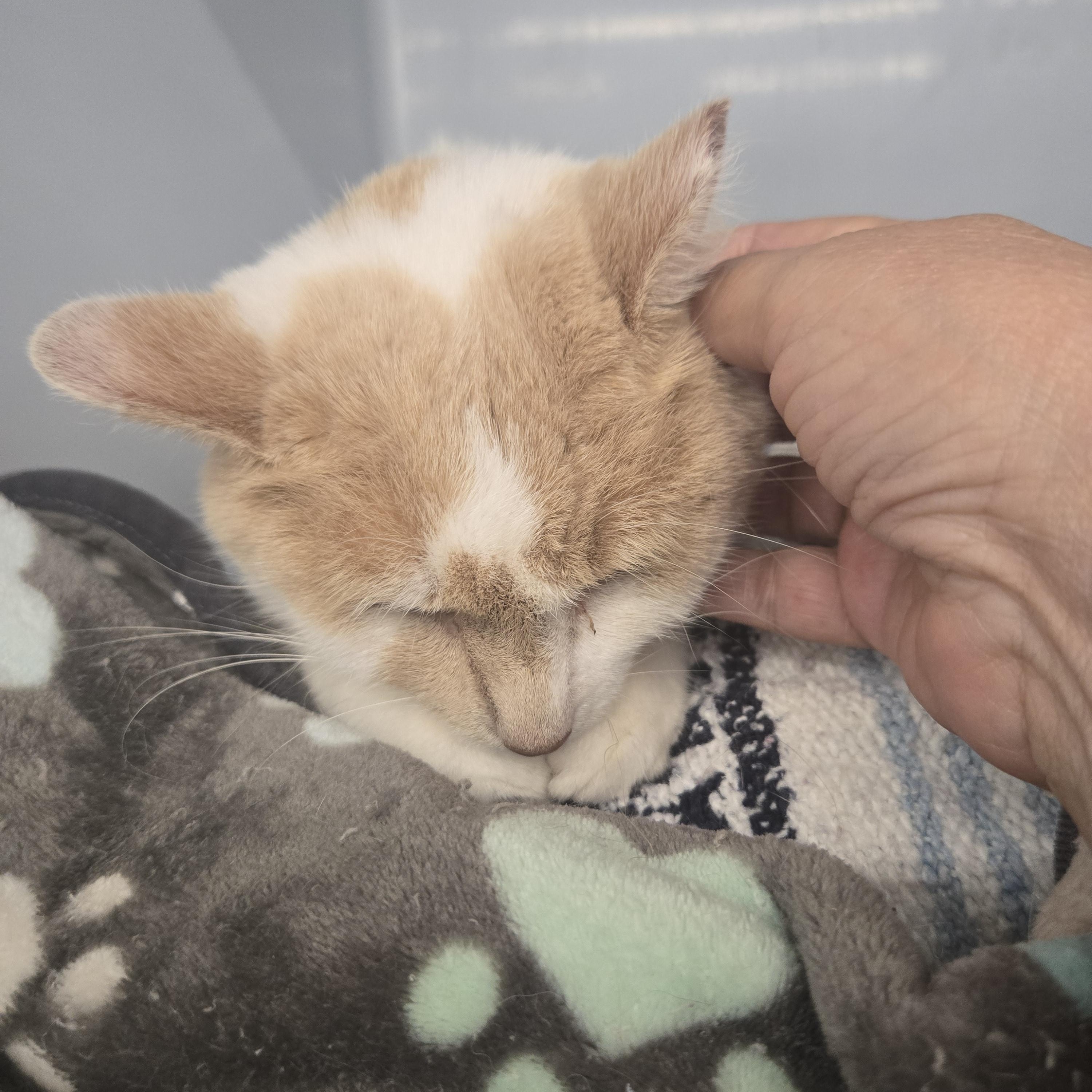 Chloe, a Adoptable Domestic Medium Hair in Massillon, OH image 3/4