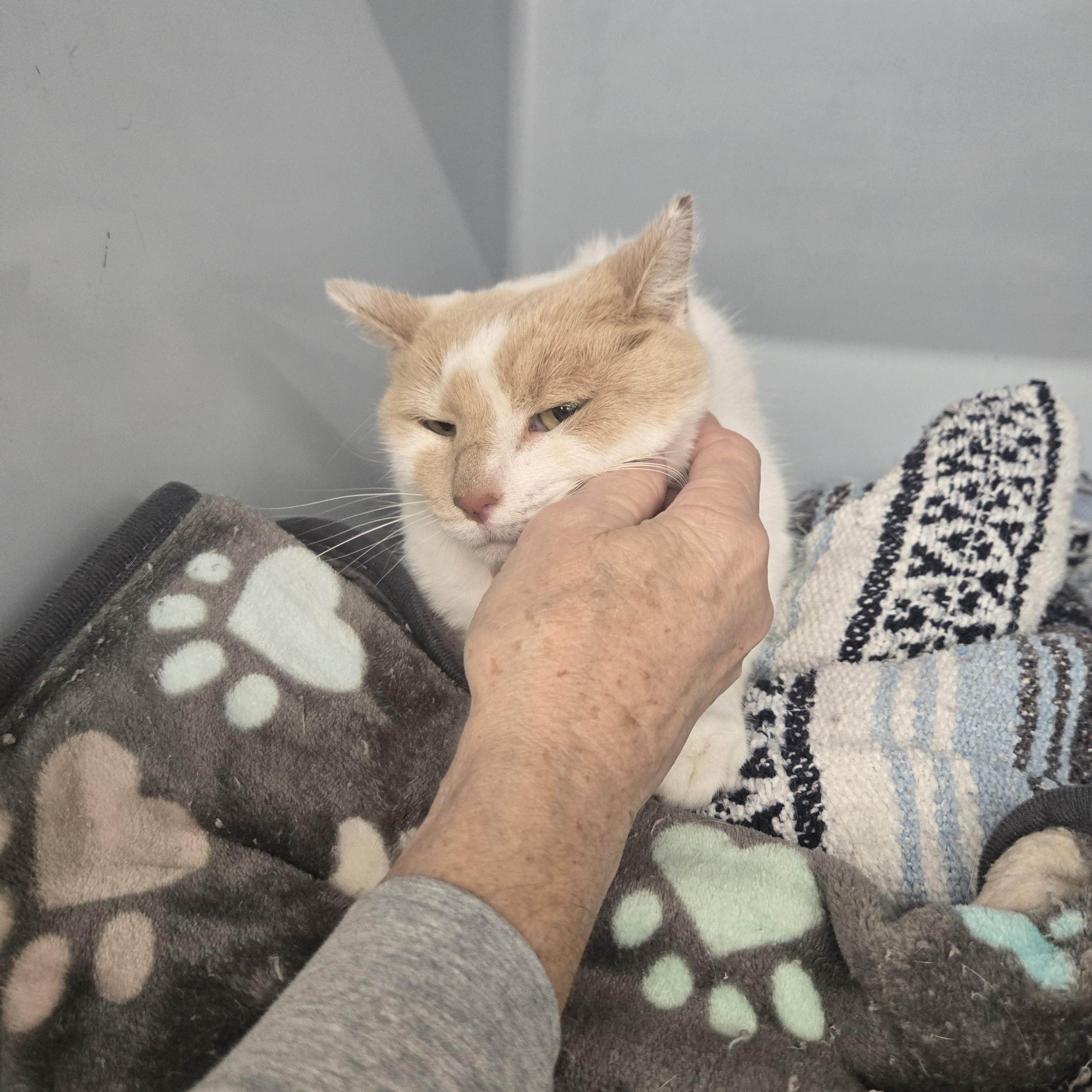 Chloe, a Adoptable Domestic Medium Hair in Massillon, OH image 2/4