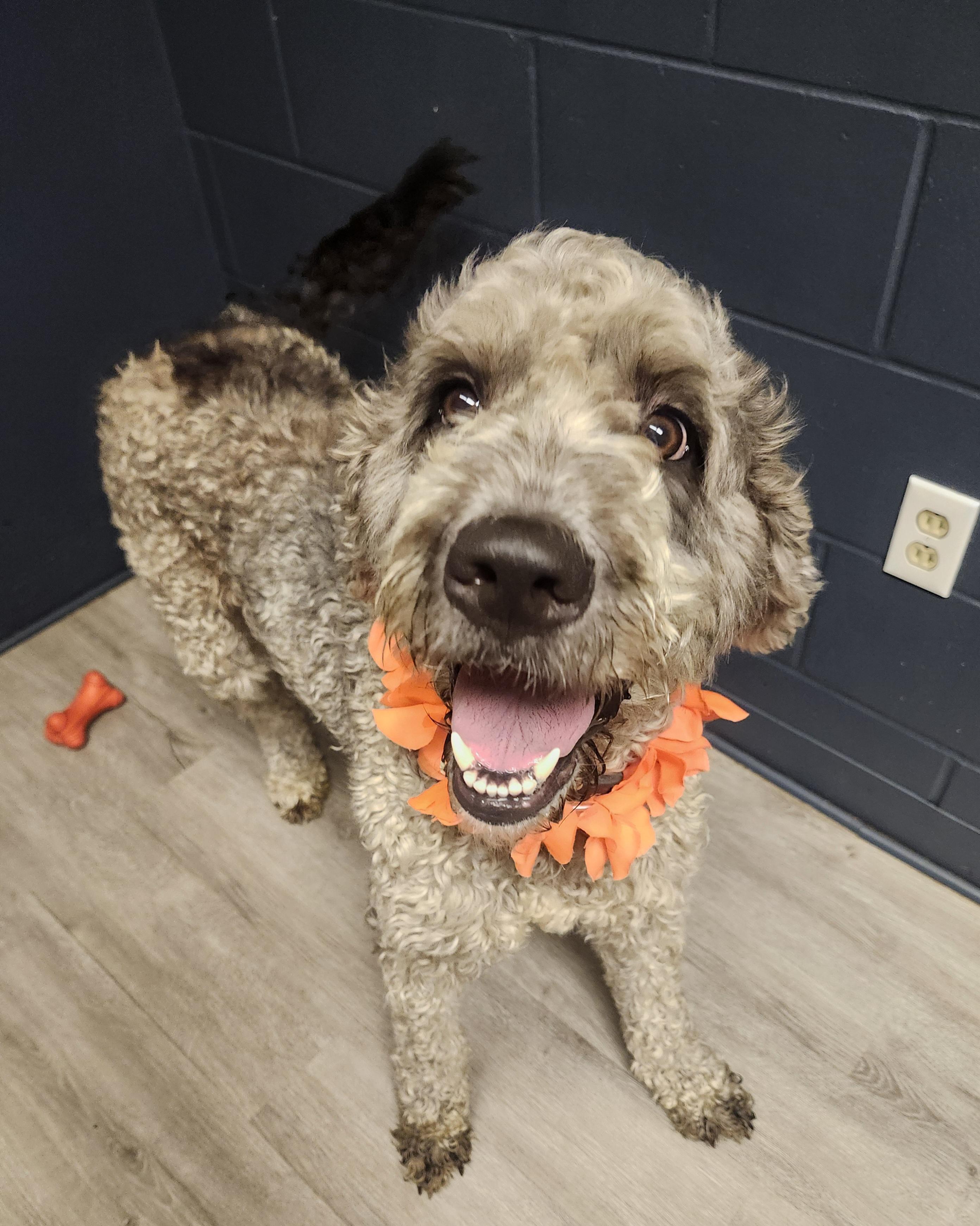 Enlarge Zika, an adopted mixed breed in Mansfield, OH image 3/4