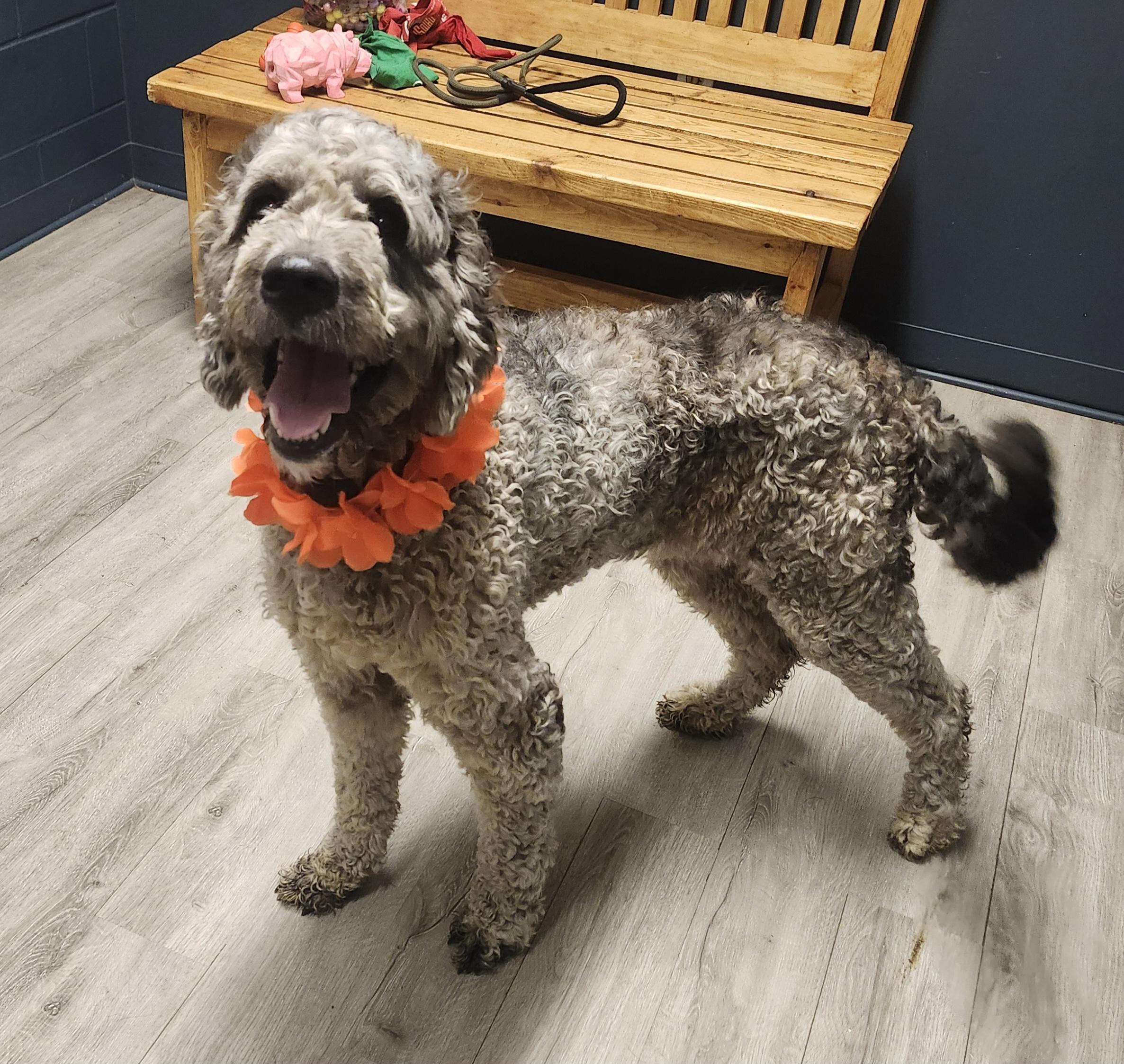Enlarge Zika, an adopted mixed breed in Mansfield, OH image 4/4