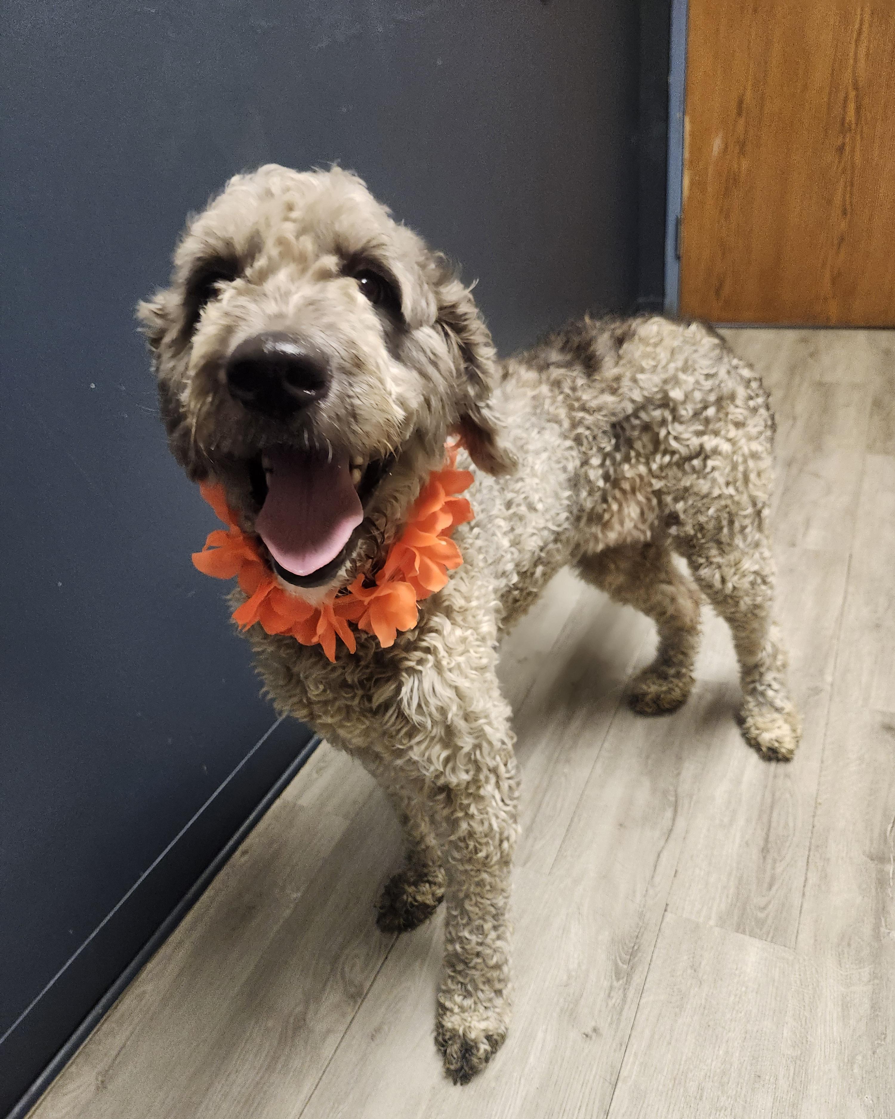 Enlarge Zika, an adopted mixed breed in Mansfield, OH image 2/4