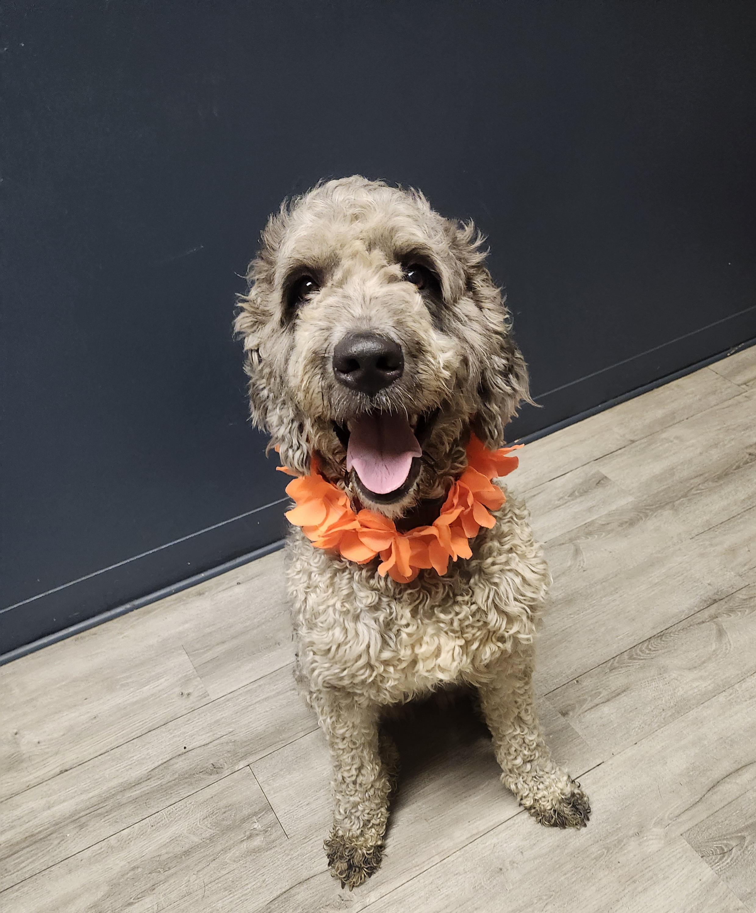 Zika, adopted, Young Female Labradoodle.