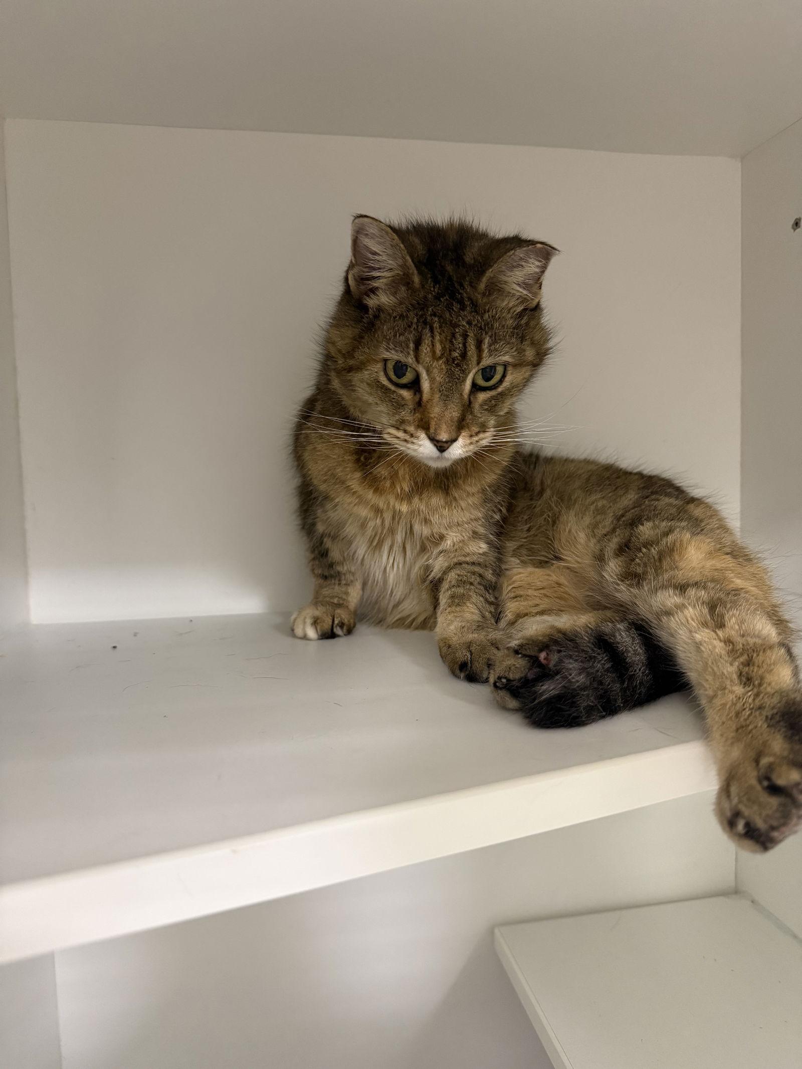 Enlarge Grams CC, a Adoptable Domestic Short Hair in Satellite Beach, FL image 1/3