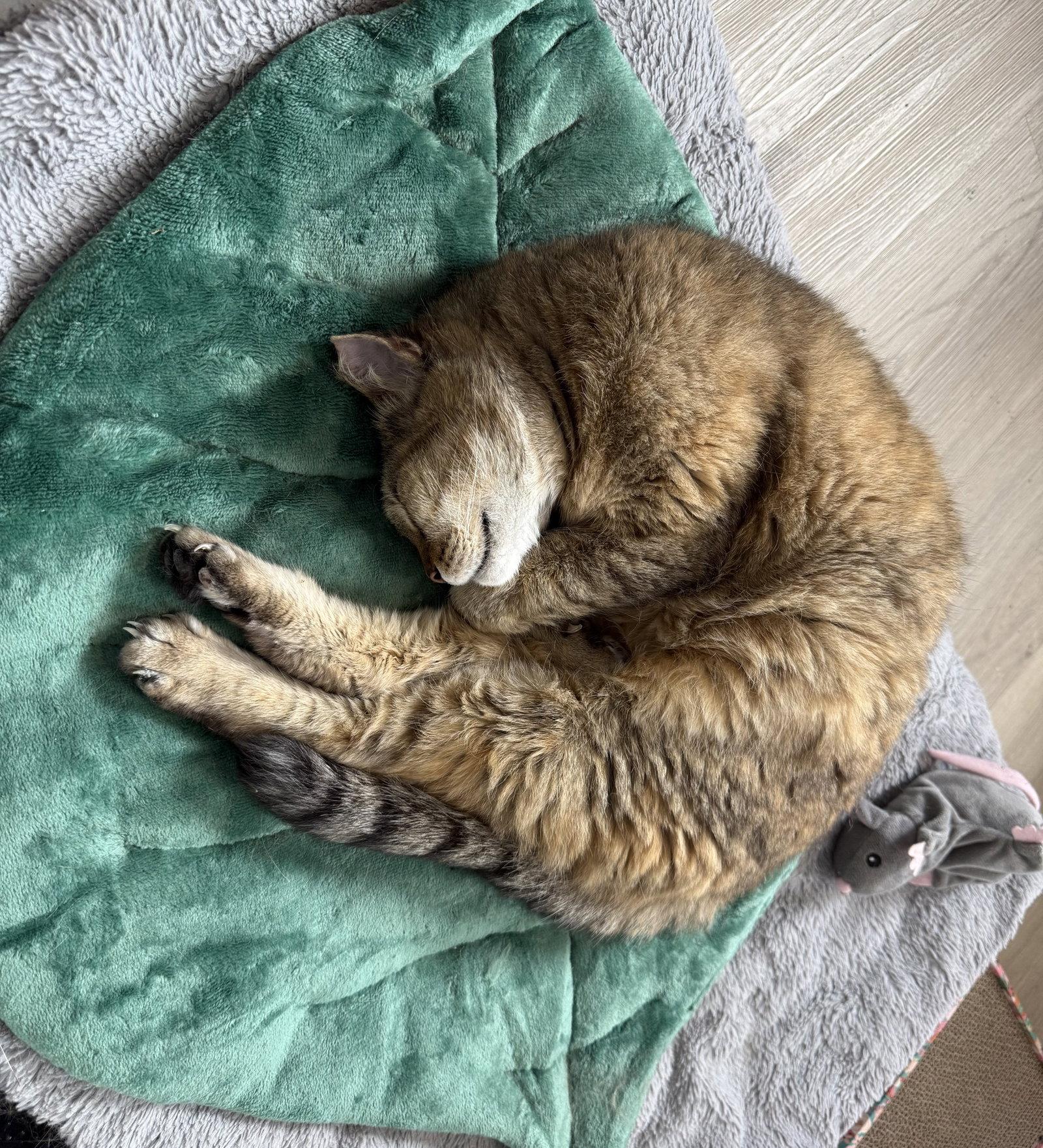 Grams CC, Adoptable, Senior Female Domestic Short Hair.