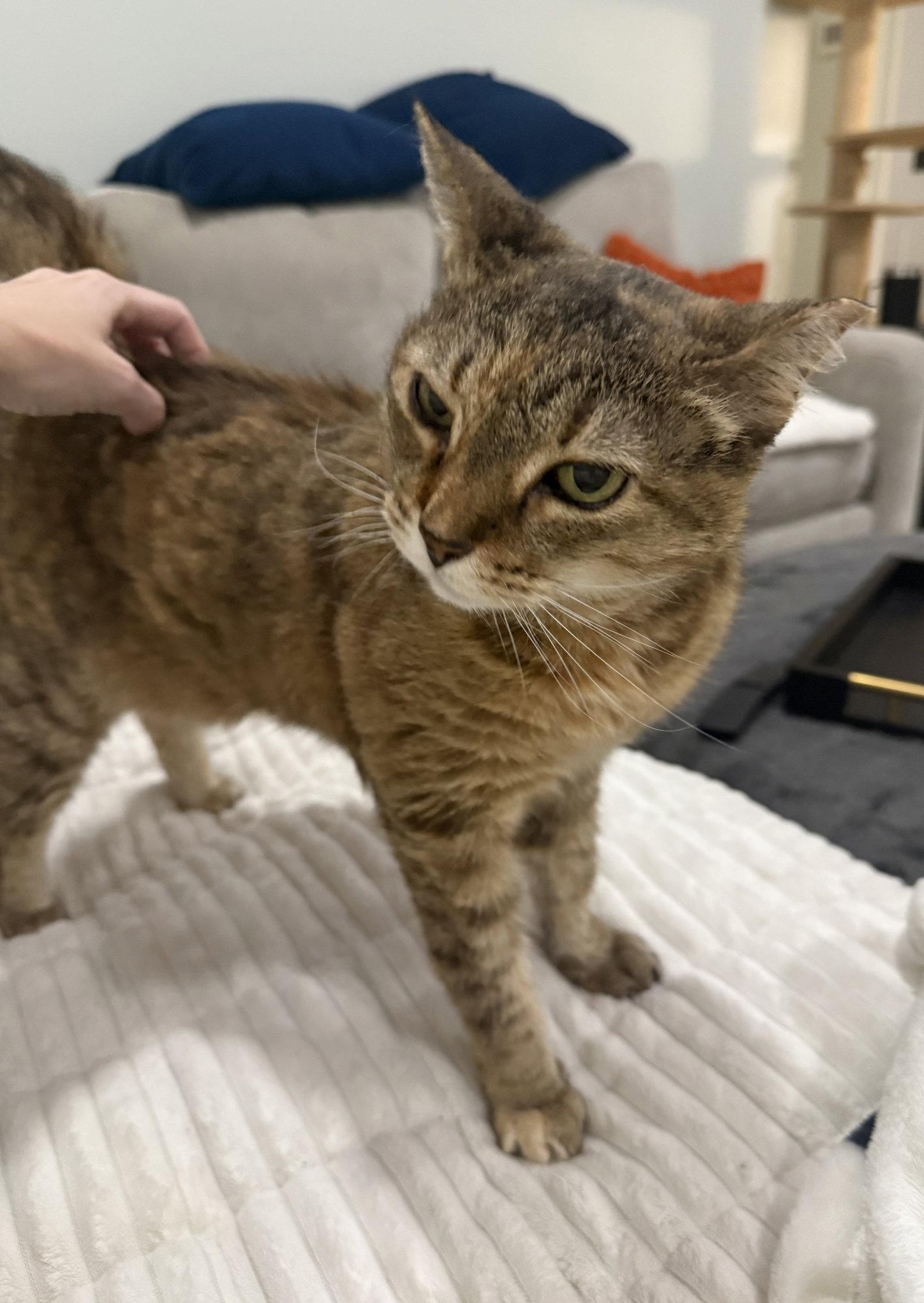 Grams CC, a Adoptable Domestic Short Hair in Satellite Beach, FL image 2/3