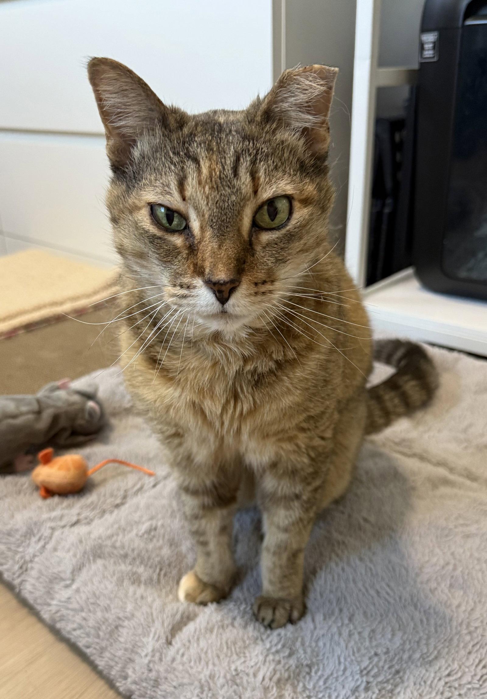 Grams CC, a Adoptable Domestic Short Hair in Satellite Beach, FL image 3/3