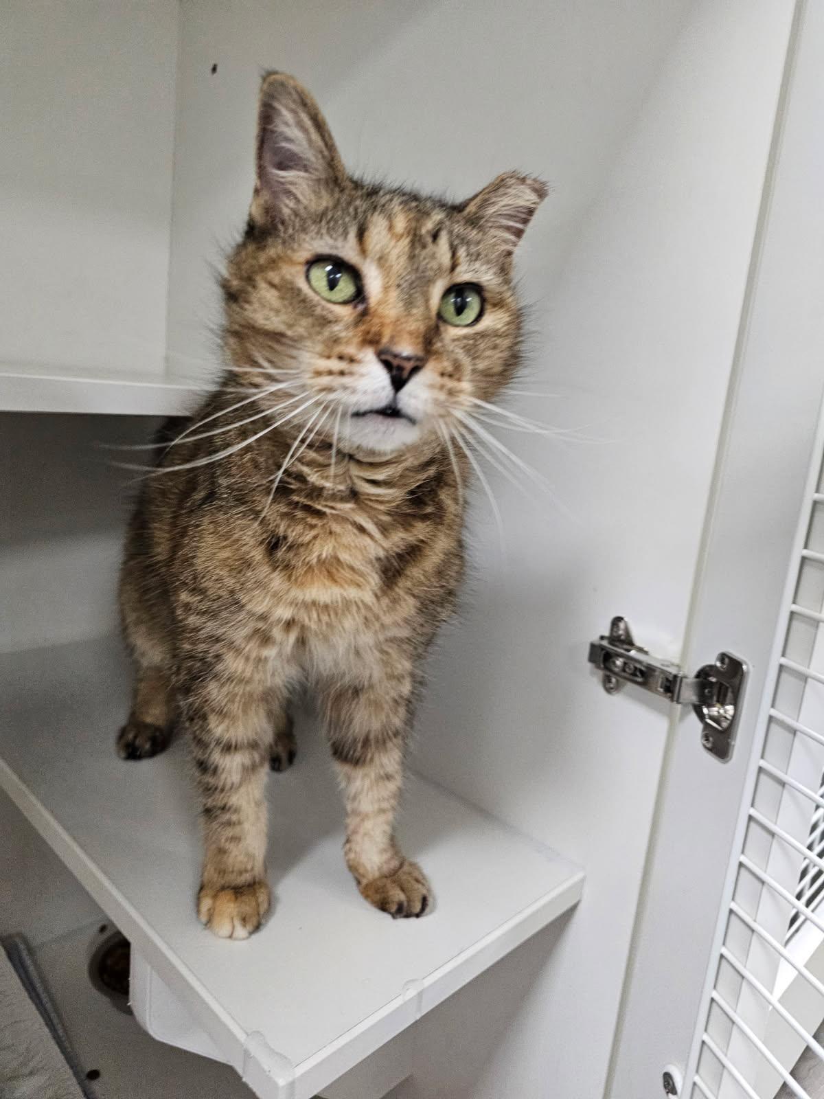 Enlarge Grams CC, a Adoptable Domestic Short Hair in Satellite Beach, FL image 2/3