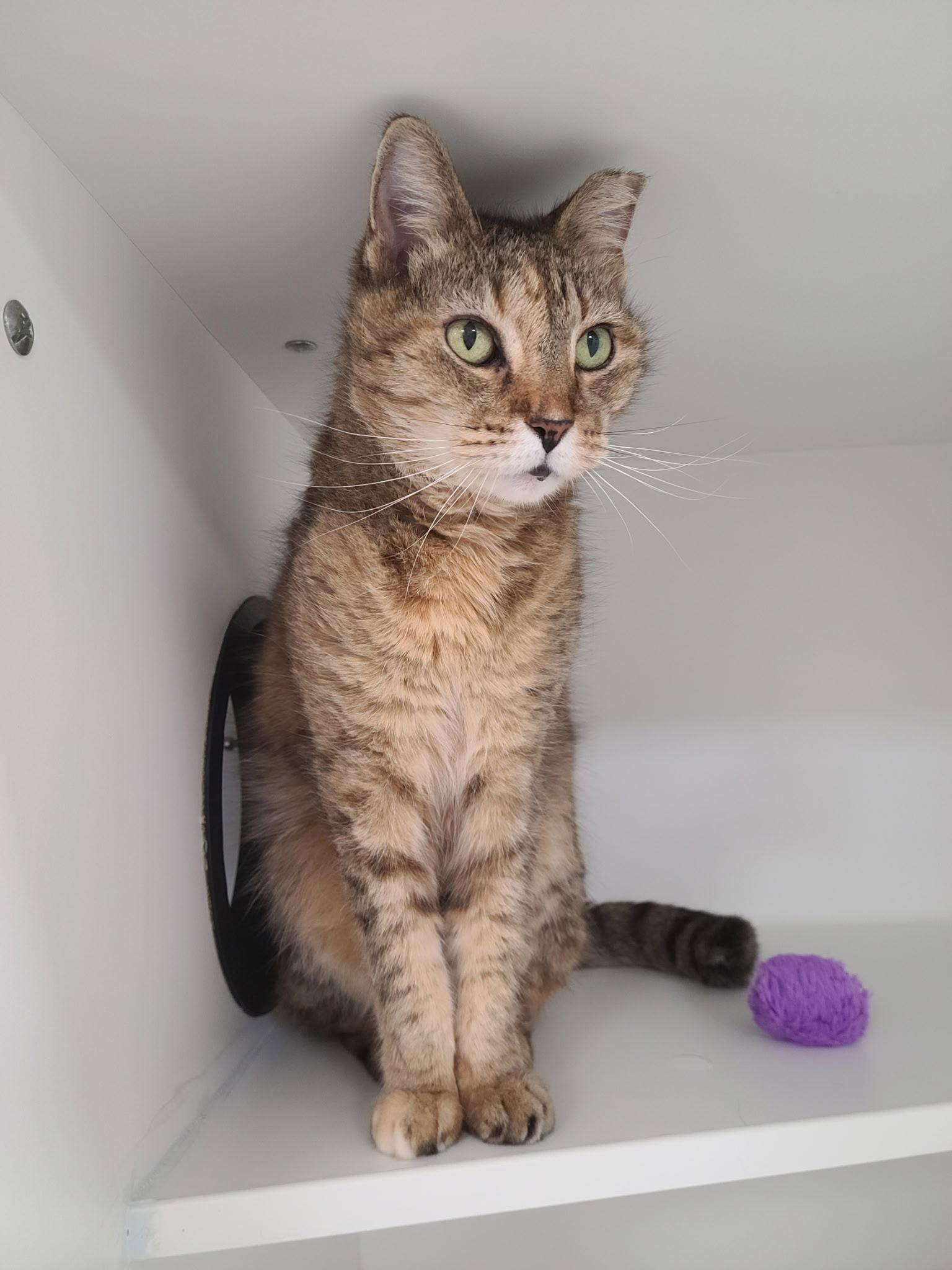 Enlarge Grams CC, a Adoptable Domestic Short Hair in Satellite Beach, FL image 3/3