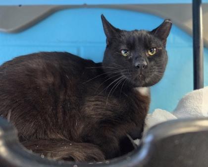 Enlarge Blackjack, a Adoptable mixed breed in Westland, MI image 1/3