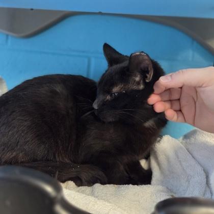 Enlarge Blackjack, a Adoptable mixed breed in Westland, MI image 2/3