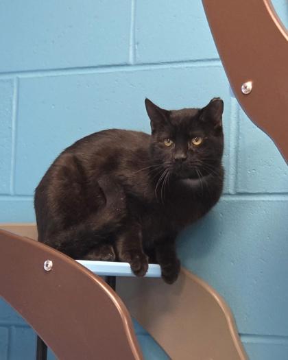 Enlarge Blackjack, a Adoptable mixed breed in Westland, MI image 3/3