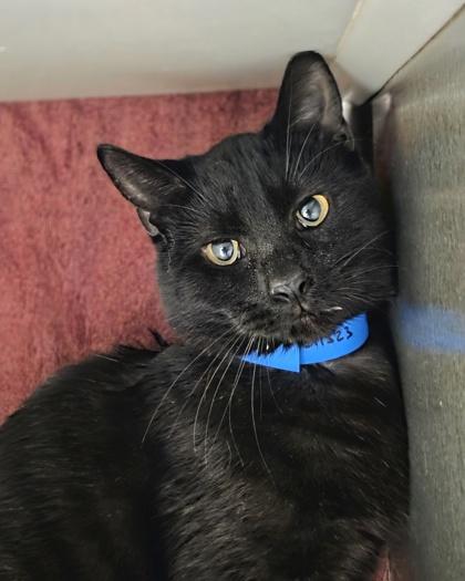 Blackjack, Adoptable, Young Male Domestic Short Hair & Domestic Short Hair.