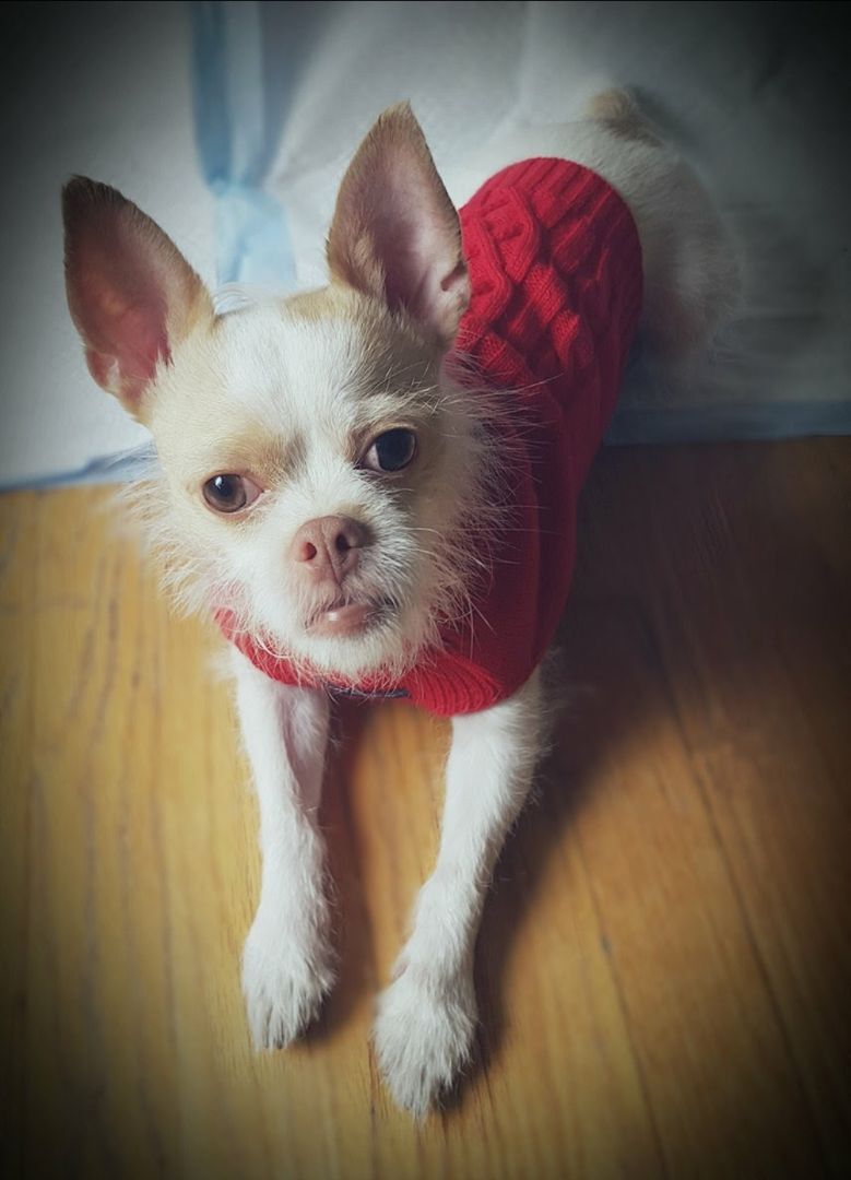 Pepe  photo 1