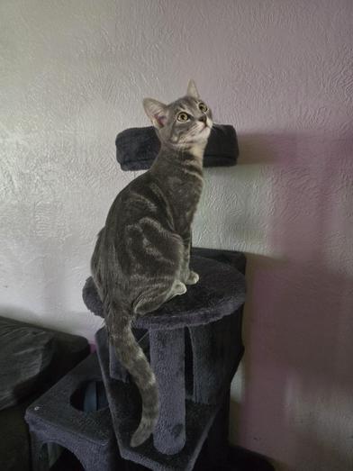 Enlarge Bella, a Adoptable mixed breed in Liverpool, TX image 3/6