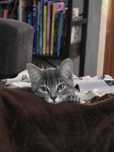 Enlarge Bella, a Adoptable mixed breed in Liverpool, TX image 2/6