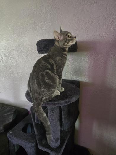 Enlarge Bella, a Adoptable mixed breed in Liverpool, TX image 5/6