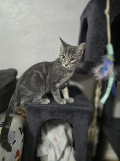 Enlarge Bella, a Adoptable mixed breed in Liverpool, TX image 4/6