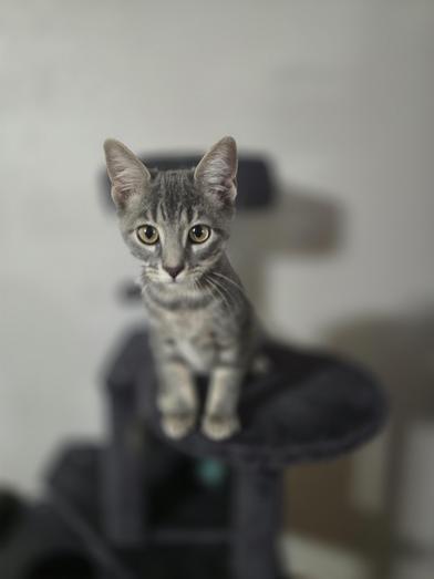 Bella, Adoptable, Kitten Female Tabby & Domestic Short Hair.